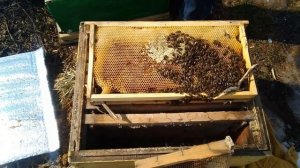 Нет меда пчелам для зимовки ЧТО ДЕЛАТЬ Способ перезимовать без применения КАНДИ