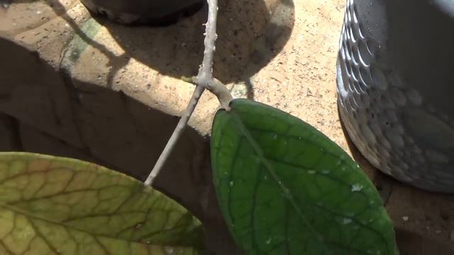 Как Пахнет Хойя Сinnamomifolia? Хойи... Хойи... и пр.