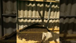 Строительство теплицы подземной, часть 11. Дорожки и грядки.