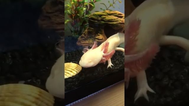 Аксолотль. Axolotl as in minecraft #axolotl #аксолотль смотреть онлайн