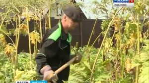 Качество жизни - борщевик 23.07.2016