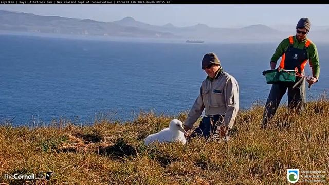 Live Royal Albatross. N. Zealand. Weighing - Королевский альбатрос. Н.Зеландия. Взвешивание смотреть онлайн