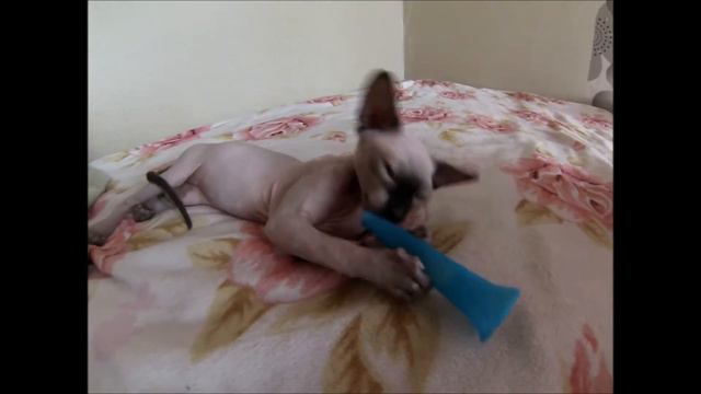 Любимая штучка СТЕЛЛЫ смотреть онлайн