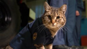 День кошек в России. Пушистые чувствуют весну