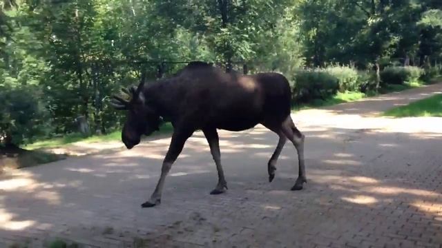 Лось в Сокольниках смотреть онлайн