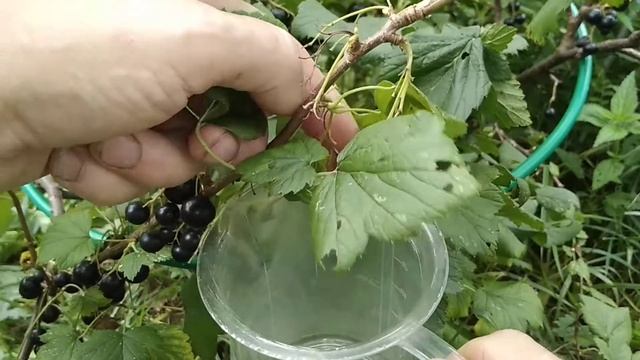 ☼Как правильно собирать чёрную смородину. смотреть онлайн