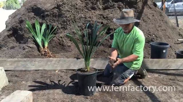 Planting a clivia смотреть онлайн