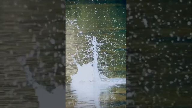 Вау!! Эта коричневая форель просто продолжала летатьСколько у него было скорости ?? смотреть онлайн