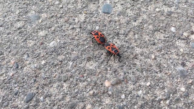 Спаривание каких-то насекомых