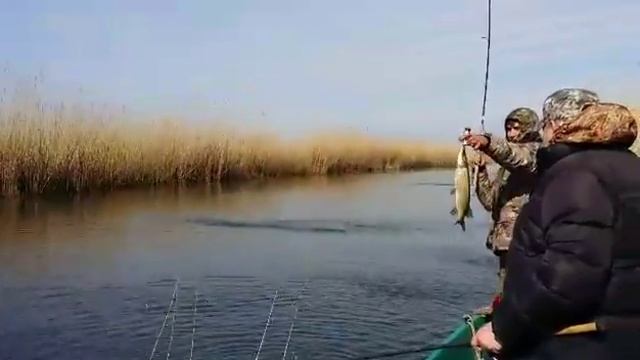 Рыбалка в Астрахани в дельте Волги смотреть онлайн