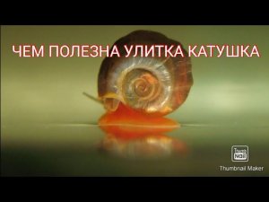 Чем полезна улитка катушка в аквариуме.
