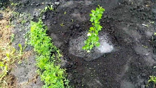 Крыжовник Бесшипный Красный Крупный. посадка саженца на Постоянное место. 29 мая 2021г. смотреть онлайн