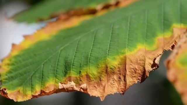 Почему болеют комнатные растения??? Причины и симптомы заболевания! смотреть онлайн