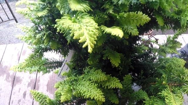 #TreeTipTuesday - Chamaecyparis obtusa 'Fernspray Gold' смотреть онлайн
