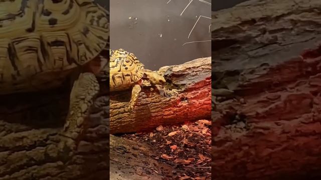 Поход в зоопарк. Калининград 🇷🇺 смотреть онлайн