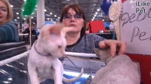 Девон-рекс. Особенности. Уход