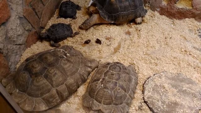 Экскурсия в зоопарк: пресмыкающиеся и земноводные смотреть онлайн