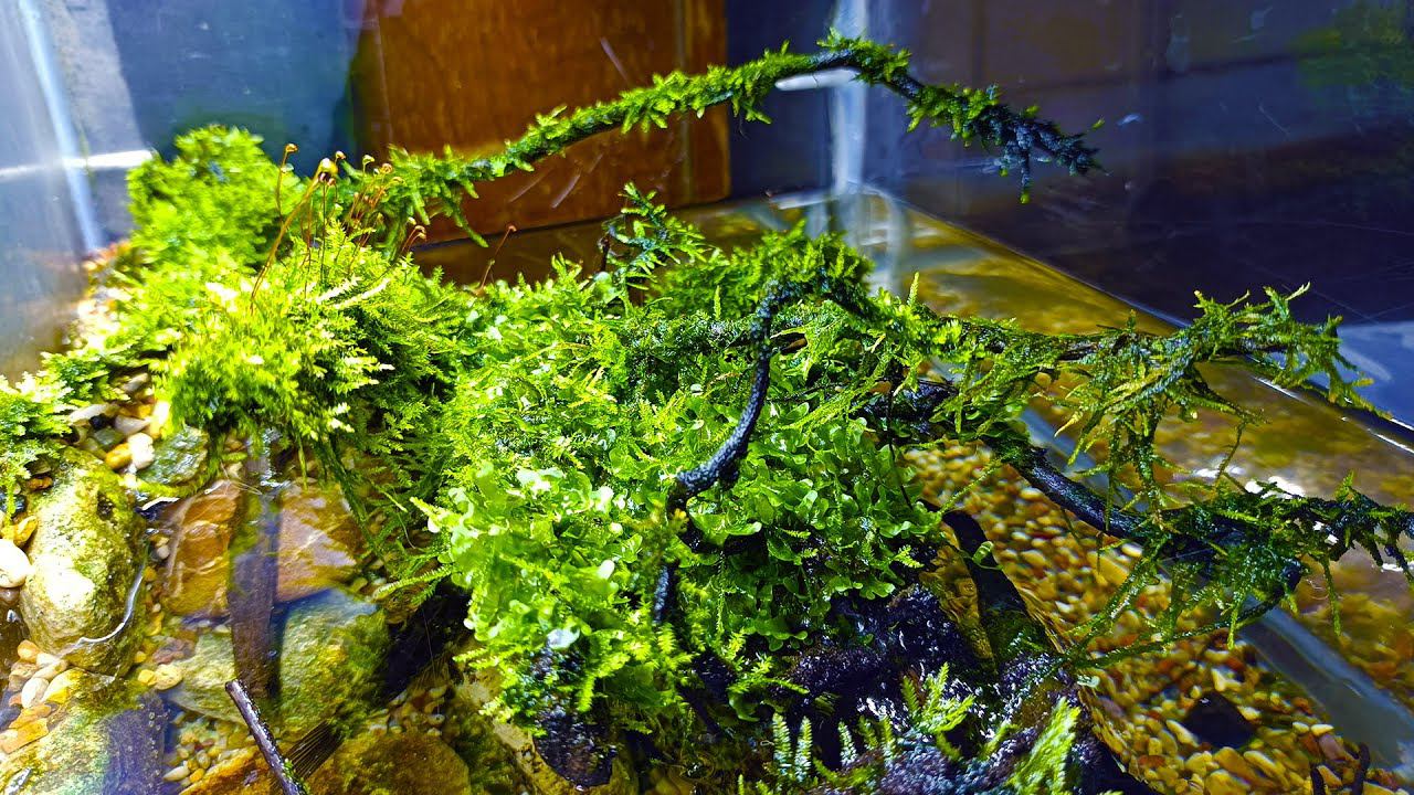 Палюдариума больше не будет! ГЛАВНАЯ причина разборки палюдариума смотреть онлайн