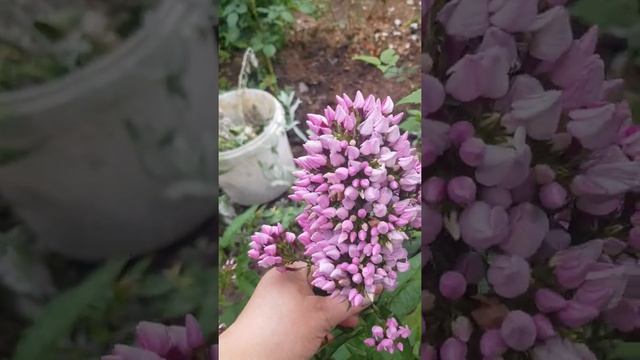 Обзор флоксов Следы, Бутоник, Голубка. #флоксыСледыБутоникГолубка #клематисКардиналВышинский смотреть онлайн