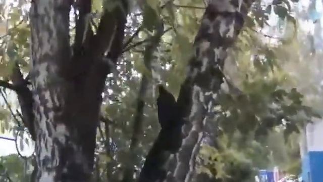 Дятел #1. смотреть онлайн