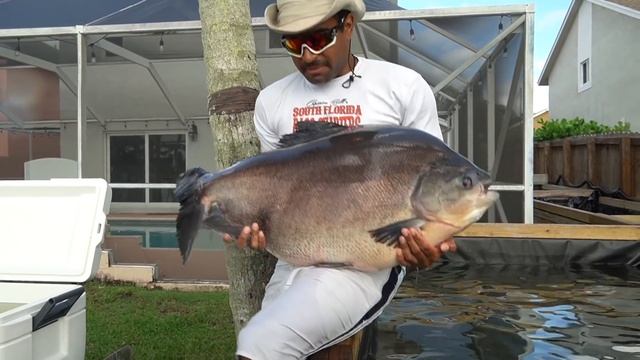 The GIANT 50lb WORLD RECORD PIRANHA is in my FISH POOL! смотреть онлайн