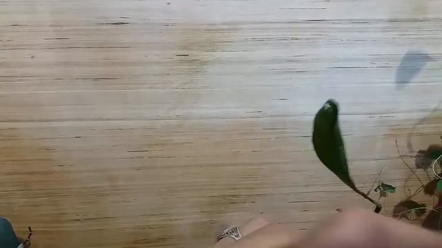 Где взять черенки привоя и прививка мейера на сеянец лимона смотреть онлайн