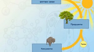 Биологический круговорот веществ в биосфере