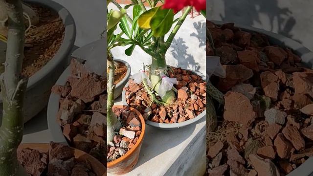 এডেনিয়াম ফুল ADENIUM FLOWER & POTTING MEDIA смотреть онлайн