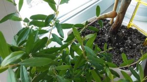 Карликовый гранат Нана в домашних условиях. Часть 1