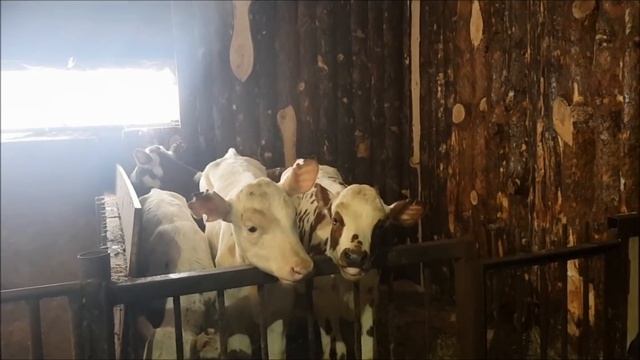 Купили Айрширских телок вместе с подписчиками смотреть онлайн