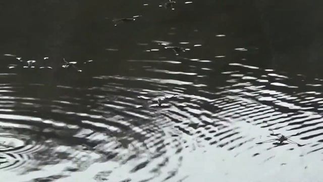 ?Рыбалка. р. Осенка городской округ Ступино смотреть онлайн