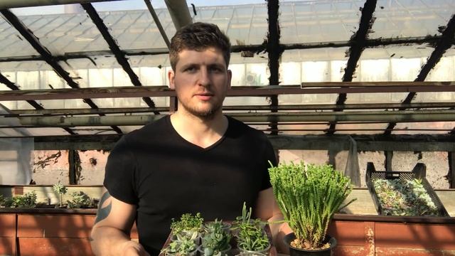 Толстянка (Crassula) - доступный суккулент для новичка смотреть онлайн