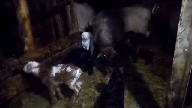 Окот ягнята двойня /прибавление в хозяйстве /\Жизнь в деревне\Орловка