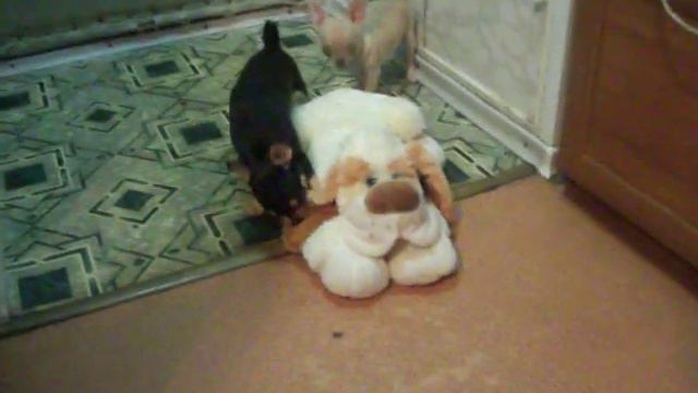 Chihuahua питомника BLACK DZHIN смотреть онлайн