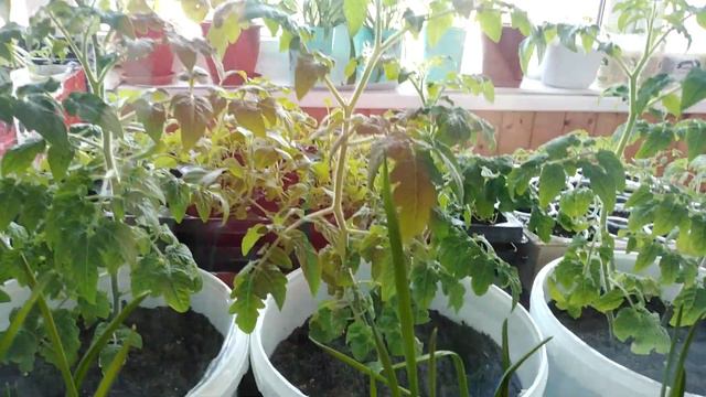 Томат ФИДЕЛИО .Как растёт.О планах НЕ ГОВОРЯТ, но я скажу.РУКИ опускаются.ДЕРЖУСЬ до последнего.