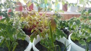 Томат ФИДЕЛИО .Как растёт.О планах НЕ ГОВОРЯТ, но я скажу.РУКИ опускаются.ДЕРЖУСЬ до последнего.