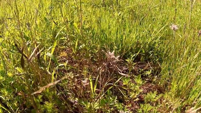 Фацелия взошла! смотреть онлайн