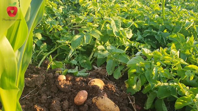 Kako sačuvati krompir od klijanja смотреть онлайн