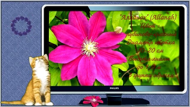 Клематис "Алланах" (Allanah) смотреть онлайн