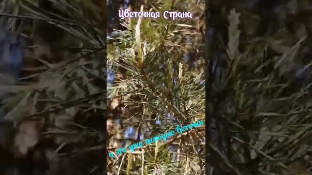 Цветение сосны!!! смотреть онлайн