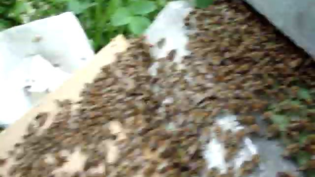 Пчелы. Видео 3 смотреть онлайн