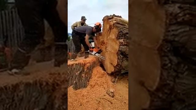 Stihl MS 462 с шиной 63 см, продольной рез Ивы. смотреть онлайн