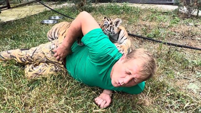 Вот вам и МАЛЕНЬКИЕ ТИГРЯТА, а напали на Олега Зубкова как огромные хищники! смотреть онлайн