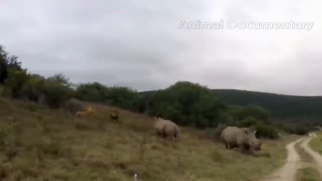 крокодил убить льва - лев против крокодила настоящий бой! охотничья атака! смотреть онлайн