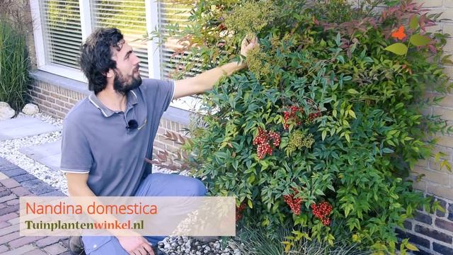 Nandina domestica info en tips door Tuinplantenwinkel.nl смотреть онлайн