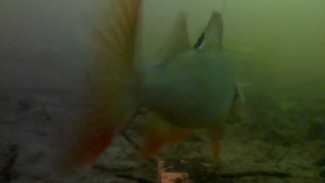 АТАКА ОКУНЯ НА КРУПНУЮ УКЛЕЙКУ ! Подводное видео смотреть онлайн