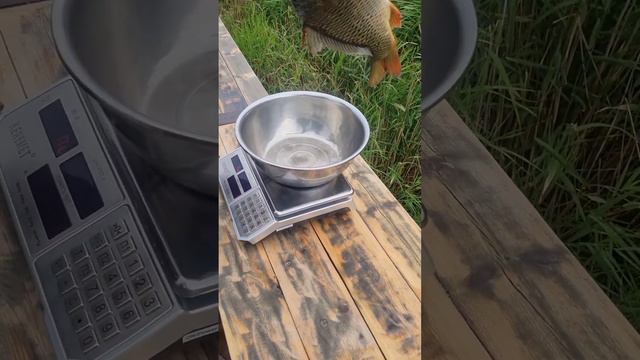 3 месяца, как мы запустили в озеро 100 и 200 грамовых карпов. Привес радует!!! Работаем дальше! смотреть онлайн