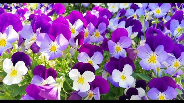 Уходящее ЛЕТО (МУЗЫКА РЕЛАКС) #эту_музыку_можно_слушать_вечно #красивая #музыка Медитация Сон.mp4 смотреть онлайн