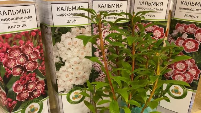 Кальмия Широколистная: сорта, уход и выращивание смотреть онлайн