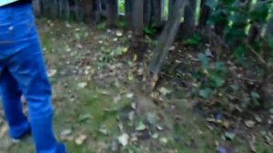 Поздние Сливы и Яблони Железова для северных и южных регионов.mp4